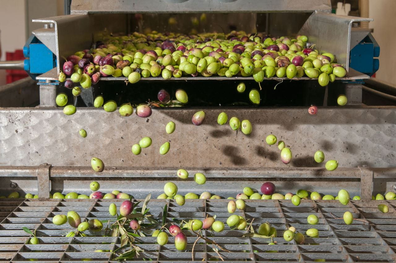 Article, Warum standardisiertes Olivenöl